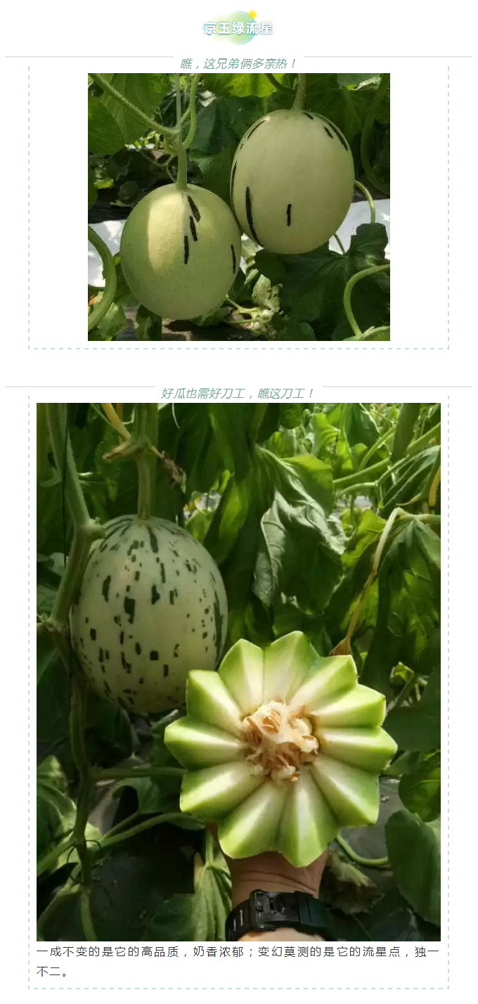 瓜香引人，效益留人——京玉系列_07.jpg