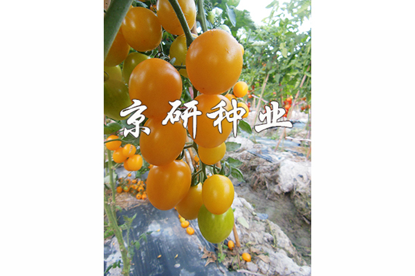 京番黃星3號(hào)