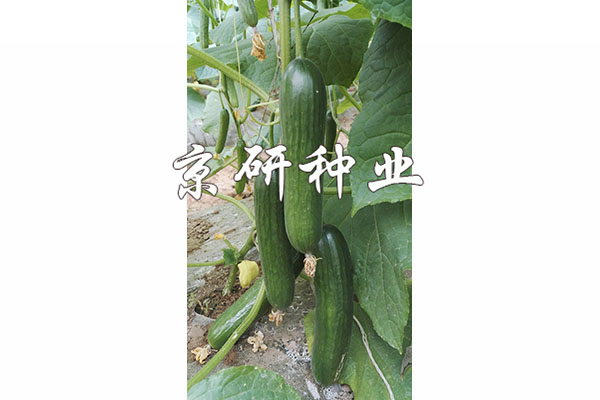 綠精靈10號(hào)