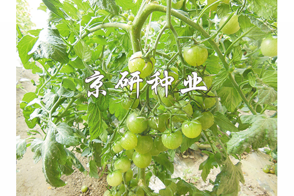 京番綠星1號(hào)