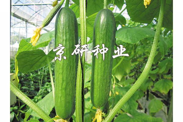 綠精靈3號(hào)