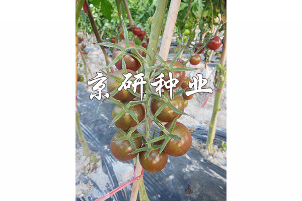 京番紫星1號(hào)