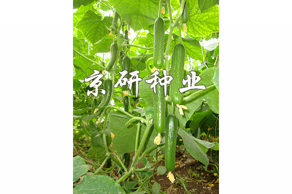 京研迷你9號(hào)