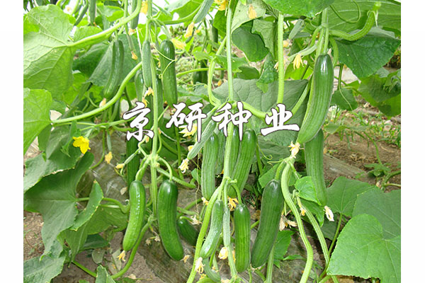 京研迷你13號(hào)