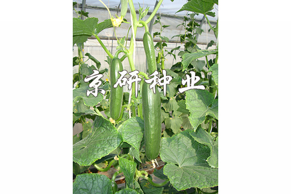 京研迷你8號(hào)