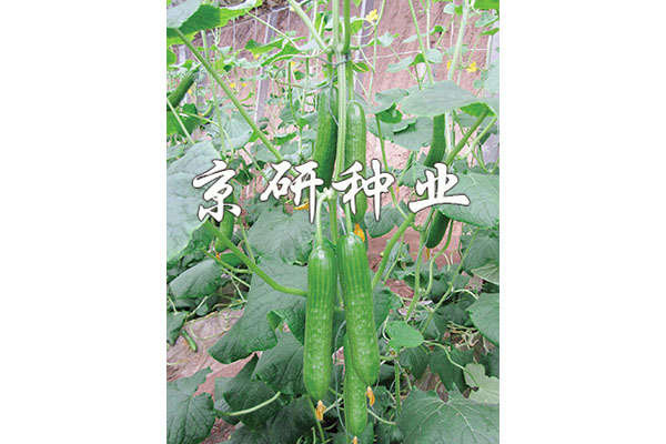綠精靈5號(hào)
