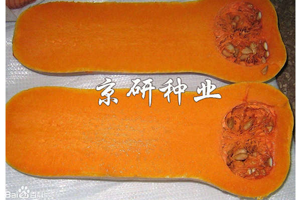 黃油2號(hào)南瓜